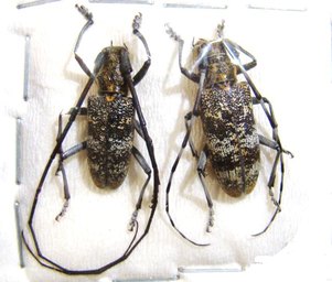 MONOCHAMUS galloprovincialis M