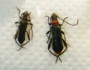 CALLIMELLUM (Callimus) abdominale (=abdominalis