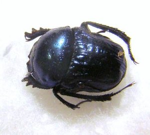 GYMNOPLEURUS coerulescens