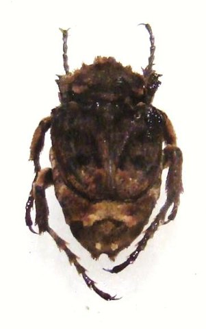 PYROVALGUS insignis