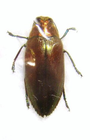 EPHIDELUS sp (wallacei?)