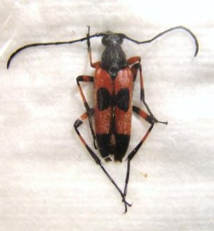 NUSTERA distigma