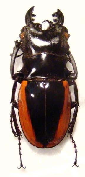 ODONTOLABIS wollastoni 