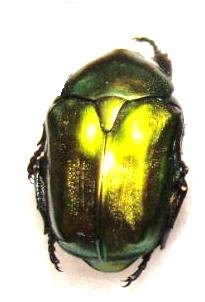 PROTAETIA (Eupotosia) affinis