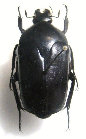 LOMAPTERA satanas forme TYPIQUE