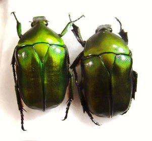 PSEUDOTORYNORRHINA japonica f. verte