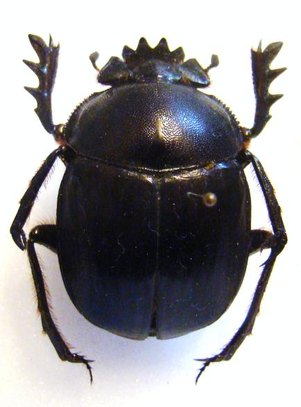 KHEPER venerabilis