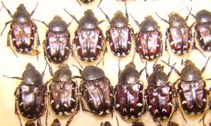 HETEROCNEMIS graeca