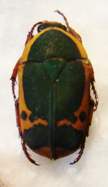 PACHNODA pendemi M