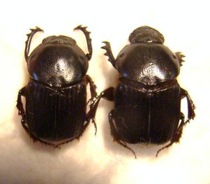ONITIS senegalensis