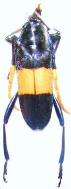 PACHYTERIA dimidiata