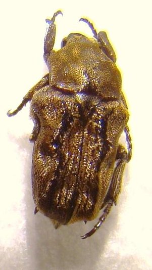 CYMOPHORUS undatus toganus