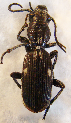 ANTHIINAE TANZANIE