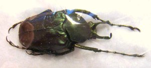 MYCTERISTES (Hemiprigenia) tibetana