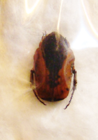 DOLICHOSTETHUS levis