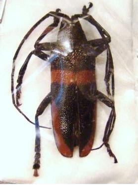 CEROPLESIS semikrabeata