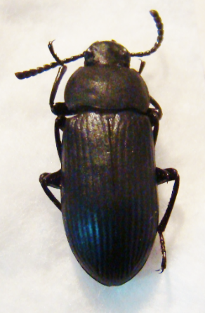 TENEBRIO guineensis