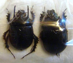 TYPHOEUS typhoeoides