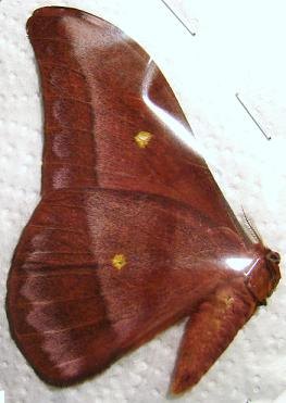 NUDAURELIA amathusia M
