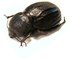 PSAMMODES sulcicollis