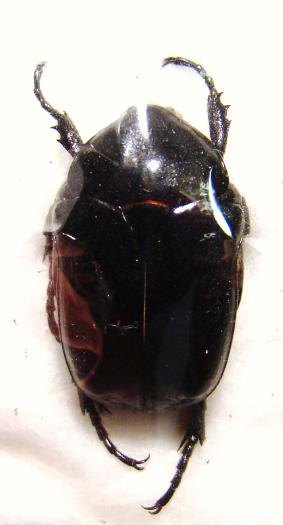 PROTAETIA (Cetonischema) aeruginosa FORME melanique