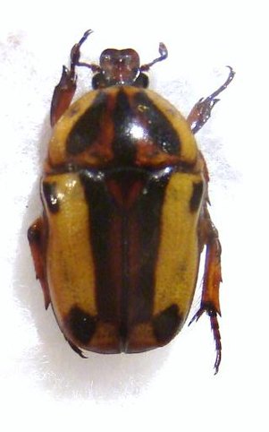 CHONDRORRHINA picturata
