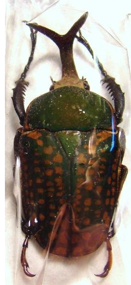 MEGALORHINA harrisi eximia f.harrisi M