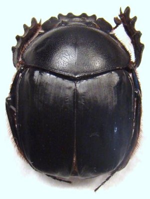 SCARABAEUS isidis