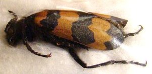 MYLABRIS sp