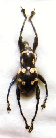 PACHRYRRHYNCHUS sp n&deg;2