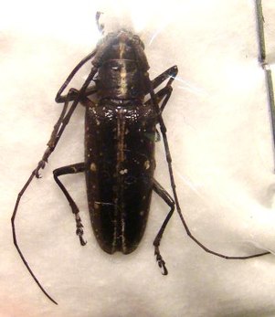 TAENIODES AMAZONUM