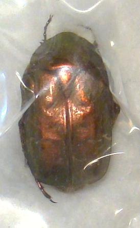 CETONIA aurata pisana f.pisana (typique)