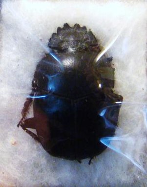 SCARABAEUS pius