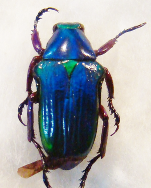 PYGORA (Stizopygora) sanguineomarginata