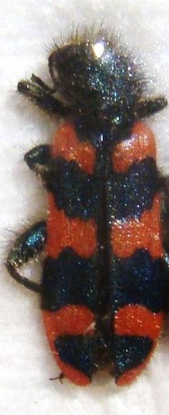 TRICHODES alvearius