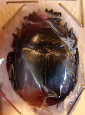 SCARABAEUS acuticollis