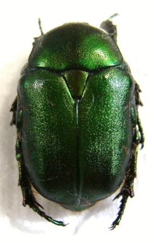 PROTAETIA (Netocia) hungarica armeniaca