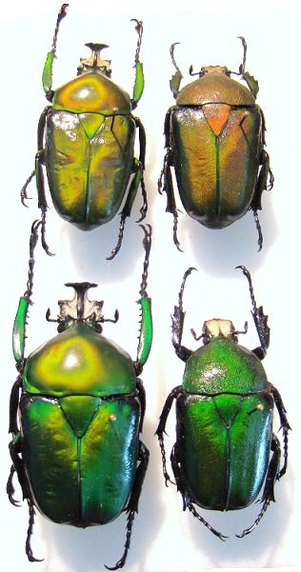 DICRONORHINA derbyana oberthuri,  Couple