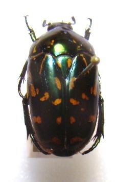 POECILOPHARIS whitei