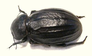 PSAMMODES sulcicollis