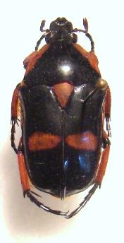 HETERORRHINA paupera M