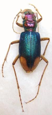 TRETRACA spixi opulenta
