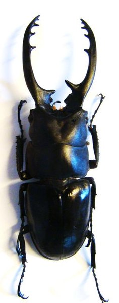 PROSOPOCOILUS forficula forficula M