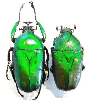 DICRONORHINA micans,C