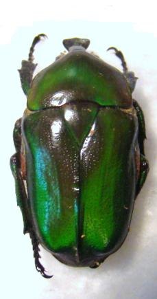TRIGONOPHORUS rothschildi rothschildi 