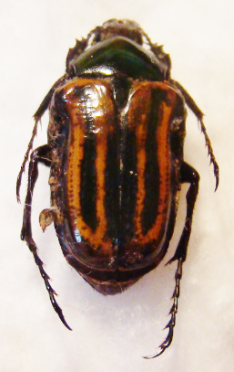 ANOCHILIA incilis trilineata