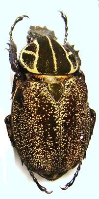 INCA clathrata sommeri F