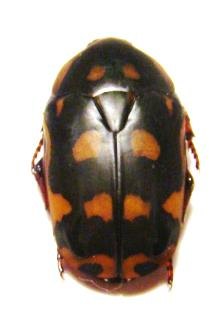 PACHNODA sinuata nicolae F