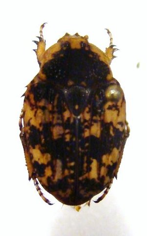 POECILOPHILA maculipennis