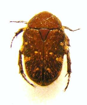 GAMETIS jucunda